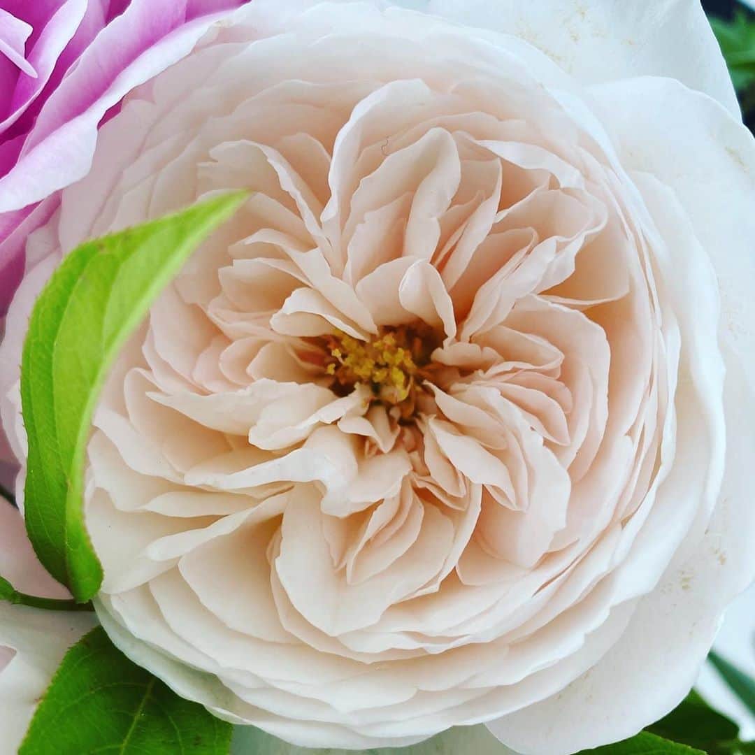 望月理恵さんのインスタグラム写真 - (望月理恵Instagram)「薔薇が美しいです。 花びら何枚あるんでしょう。 奥深い、、、 昨日はあーみんとのインスタライブにご参加頂きありがとうございました。グダグタでしたがw 次こそはバキバキに頑張ろうと 2人で話してました🤣 またぜひ参加してくださいね。  今日は雨のところが多いですよね。東京も雨、しかも肌寒いです。体調には気をつけてください。  #花#花好き#花生活 #薔薇はやはり美しい〜」6月22日 13時00分 - mochiee28