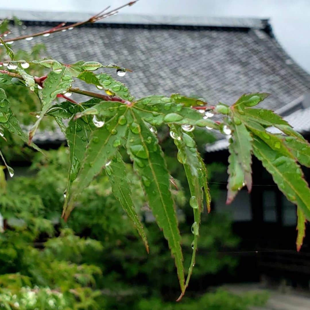 森夏子さんのインスタグラム写真 - (森夏子Instagram)「建仁寺塔頭　両足院﻿ ﻿ 初夏の半夏生の開花に合わせて﻿ 特別公開中✨(〜7／19まで)﻿ ﻿ 緑の葉が一部を残して白くなる半夏生の姿は﻿ まるでお花のようですが…﻿ 雨に濡れて露を含んだ姿は瑞々しく﻿ 私に何か語りかけてくれそうな﻿ 優しい空気を届けてくれました。﻿ ﻿ 今回は坐禅体験も✨﻿ ﻿ 雨の音が音符♬に聞こえて﻿ 雨音のリズムに心が動くなんて…﻿ まだまだですね😞﻿ ﻿ 顔に当たる風や﻿ 鳥の鳴き声🦆﻿ ﻿ あまりにもスピードの速い中での生活で﻿ 気がついてない事の多さを﻿ 知った時間でもありました。﻿ ﻿ 感謝♡﻿ ﻿ RYOSOKUIN TEMPLE Special Summer Admission  2020 6/20ー7/19 10:00-16:00 (Gate closes at 16:30) ﻿#両足院 #建仁寺塔頭両足院  #池泉廻遊式庭園  #半夏生  #水無月 #梅雨 #京都 #坐禅体験 #ryosokuin temple  #garden #specialadmission  #zen ﻿」6月22日 13時31分 - natsusora72