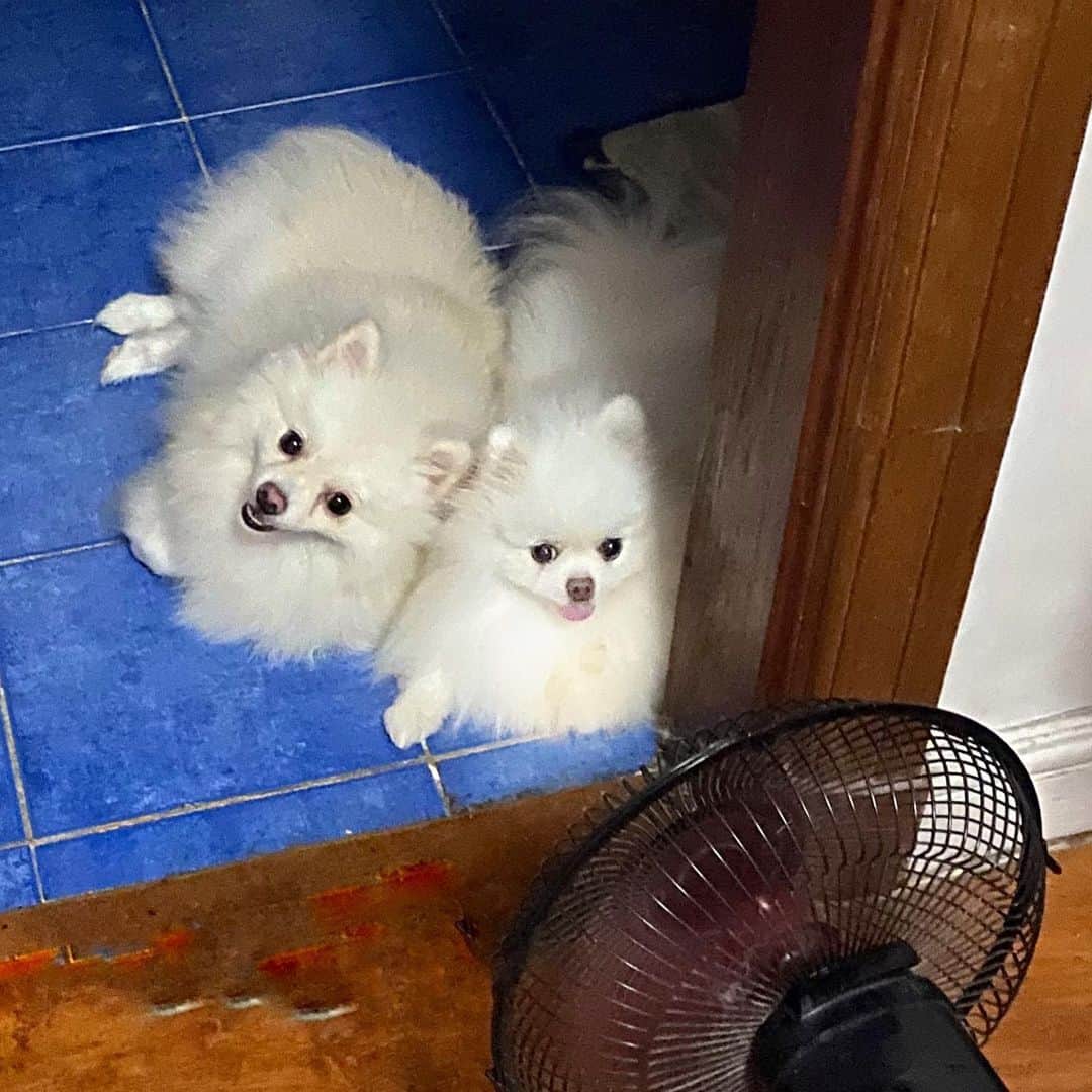 JEWELのインスタグラム：「Our summer Bff...the electric fan!🥰🐾🌞#pomeranians #dogsofinstagram #dogstagram #weeklyfluff #puppiesofinstagram #pomeranianpage #instagood #instamood #petsofinstagram #petstagram」
