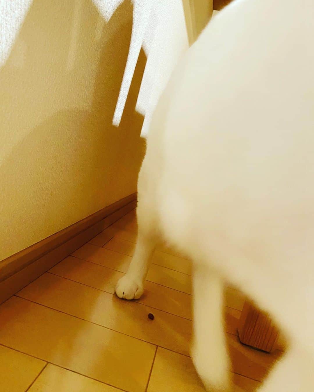 佐藤乃莉さんのインスタグラム写真 - (佐藤乃莉Instagram)「カリカリをどう食べたらこうなるのか？ヘンゼルとグレーテル並みに道しるべを残していくおすしです。 「迷わないようにね😸」 #cat#food#おすし#love#ヘンゼルとグレーテル#family」6月22日 14時14分 - nori_sato_
