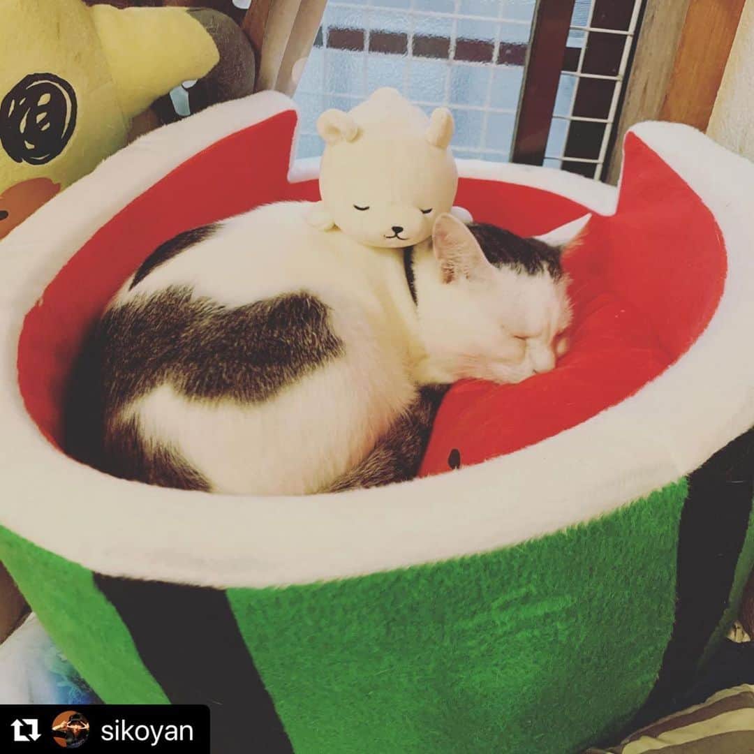 のインスタグラム：「【#ねこは人を笑顔にする】❣️ 夏だし、スイカの中で寝るわ🤚🏻🍉😴 @sikoyan さん、ありがとう〜👍🏻🌙 #Repost @sikoyan with @make_repost ・・・ もうすぐ夏だからなのか今まで全然使ってくれてなかった🍉スイカ🍉のベッドでくつろいでくれるようになった🐈  #猫 #にゃんこ #ねこは人を笑顔にする  #ねこのいる生活  #すいか  #スイカ」