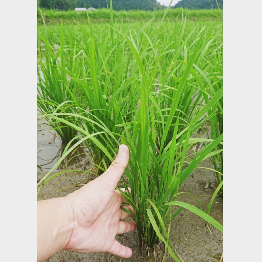 杉田芳尚さんのインスタグラム写真 - (杉田芳尚Instagram)「・ ・  #コシヒカリ の苗移植後  1,2枚目が、40日後。  3,4枚目が、50日後。  5枚目は育ってる苗の高さ。  僕の掌が約20cmなので、倍の40cm位はあります‼️ #梅雨 に入り、現在は田んぼに入れる水を止めて、 #中干し の時期です。  天候にもよるけど、一度地面がひび割れるくらいまで水を切ります。  稲の「根と葉」の性質や枚数を調整する意味があります。  なんでも繁り過ぎは、良くない。  ってことですね❗  しかし、わずか10日での発育の度合いの違いは目を見張ります‼️ #米農家 #コシヒカリ #経過観察 #もうすぐ風に苗がなびく季節 #DJが作る米  #MC #最近はマイクの代わりに草刈り機を持つことが多いです」6月22日 15時10分 - yoshihisasugita