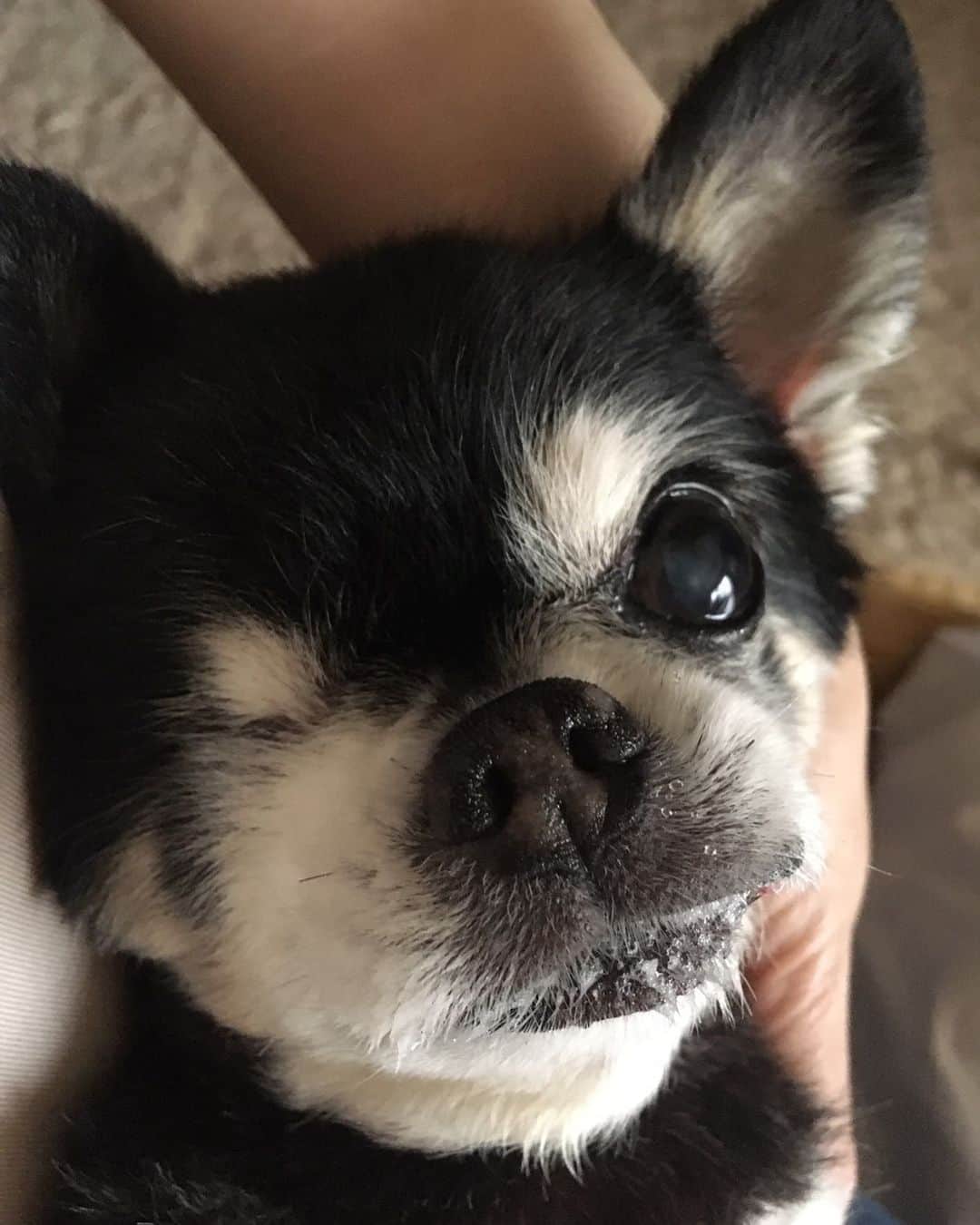 児玉菜々子さんのインスタグラム写真 - (児玉菜々子Instagram)「たけし🍉  お母さんに抱っこされてご満悦🌸  #チワワ #chihuahua  #dog #犬」6月22日 15時36分 - nanaco.conana