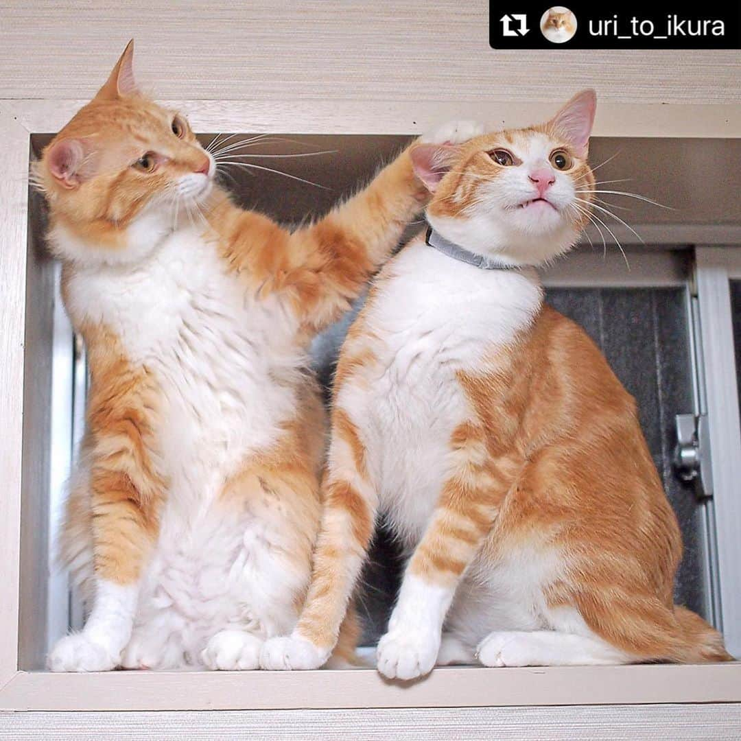 ねこさんのインスタグラム写真 - (ねこInstagram)「【#ねこは人を笑顔にする】❣️ なんでやね〜ん✊ぽかっ @uri_to_ikura さん、ありがとう😀🍎 #Repost @uri_to_ikura with @make_repost ・・・ ✳︎﻿ 高いところでいくらにちょっかいかけてたら﻿ コラ！ってされてました😂﻿ ちょっと「おこ」ないくらと、 やっちゃったにゃ💦ってうりの顔が可愛い💗﻿ ﻿ ﻿ ﻿ #百面相ねこ写真集 @editorial_company.pad﻿ ---------------------------------﻿ #うりといくら #保護猫を家族に #猫好きさんと繋がりたい #냥스타그램 #Meowed #petoftoday #kucing #cats #instacat #catlover #japanesebobtail #ジャパニーズボブテイル #元保護猫 #保護猫出身 #rescuedcat #茶白倶楽部 #ねこのきもち #nyancon01 #picneko #サンデイ #茶白男子部 #ペット王様のブランチ﻿ #今だからこそモフモフで癒しを #ねこは人を笑顔にする #猫とおうち時間 #brothercats #兄弟猫 #仲良し猫」6月22日 15時58分 - neko_magazine