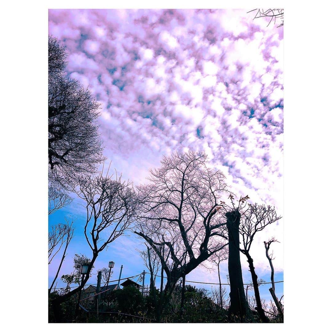 理絵さんのインスタグラム写真 - (理絵Instagram)「同じ場所なのですが季節や撮る角度が少し違うだけでこんなにも違う  #神社 #sky #cielo #하늘 #空 #紫陽花 #수국 #hydrangea #hydrangeas #flowers #꽃 #花 #tokyo #japan」6月22日 16時02分 - ____rie____