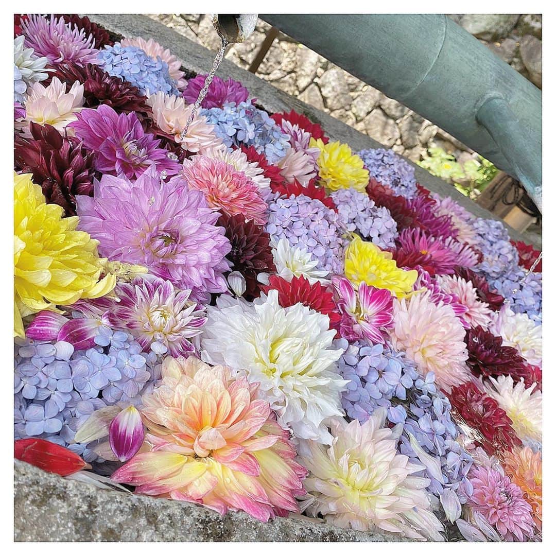 清家麻里奈さんのインスタグラム写真 - (清家麻里奈Instagram)「念願の岡寺へ💕手水が季節のお花で埋め尽くされてすごく綺麗✨今の時期は紫陽花がすごく綺麗でしたよ💠山の中にあるので交通ちょっと不便ですが、タクシーとか使えば楽しめる💕せっかくなので願掛けと疫病退散を願う巡礼をしてきました🙇‍♂️1日でもはやく安心して過ごせる日が訪れますように。。✨ #岡寺　#四寺巡礼 #奈良　#手水　#紫陽花　#アジサイ　#疫病退散」6月22日 16時09分 - marinas20819