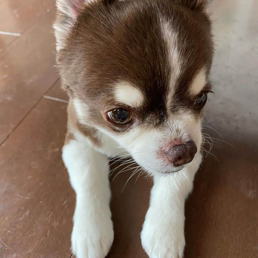 のインスタグラム：「かつてこんなに疲弊したことがあるだろうかというぐらい疲弊している。  気がつけば目を瞑っている。  全てから目を背けたい。  それでも必死に目を開けて前に進んでいく。  まだ力は残っているのか。」