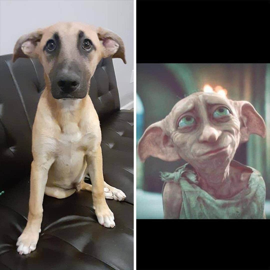 8crapさんのインスタグラム写真 - (8crapInstagram)「“Dolla looks like sad dobby or na???" - Want to get featured like him? Join “The Barked Club” on FACEBOOK and post something now! 👉 barked.com - 📷 Brandon Rodriguez | FB - #TheBarkedClub #barked #dog #doggo」6月22日 17時08分 - barked