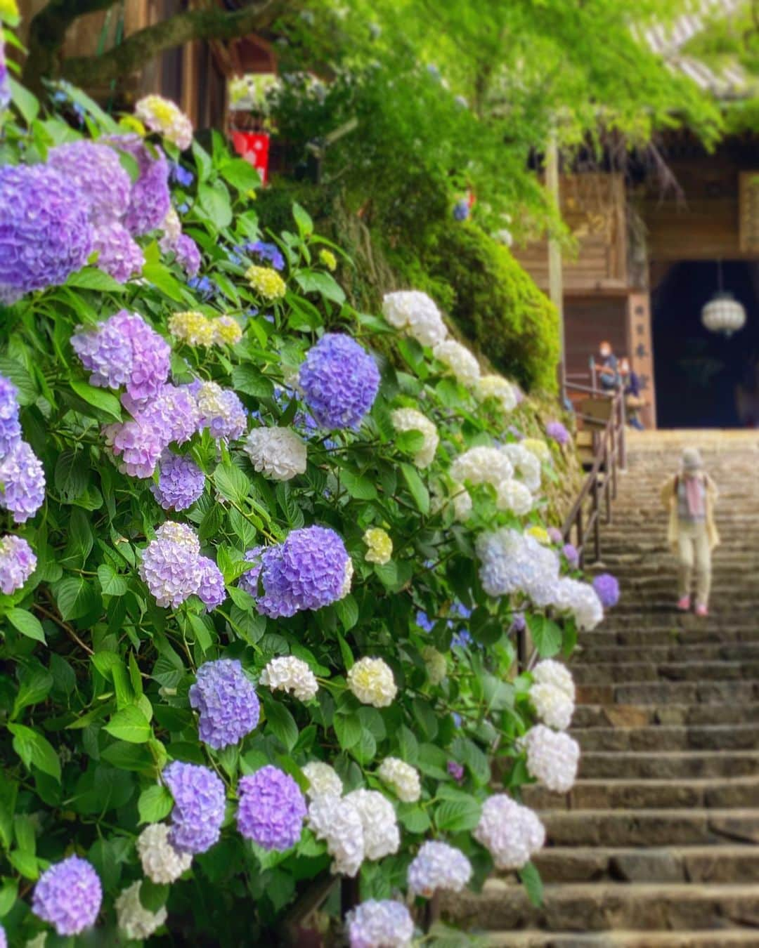 hama_aki_pppさんのインスタグラム写真 - (hama_aki_pppInstagram)「奈良県桜井市#長谷寺  Location Nara Japan  2020.6.22  やっぱり好きなんです☺️#長谷寺総本山  ぼたんで有名ですが紫陽花も綺麗に咲いてました。  #神社仏閣  #寺社仏閣  #寺社巡り  #美しい日本　 #こころから #奈良県景観資産  #タビジェニ　 #わたしは奈良派  #じゃらん花畑　 #あじさい寺  #紫陽花寺  #bns_flowers  #Lovers_nippon  #japanesetemple  #top_favorite_shots  #allthingsofbeauty_  #nippon_lovers  #inspring_shot  #beautiful_kansai  #angelsandflowers_  #flora_addict  #charming_nature_  #japanesegarden  #lovers_united_japan  #igbest_shots  #ap_japan_  #rakutentravel」6月22日 17時22分 - hama_aki_ppp