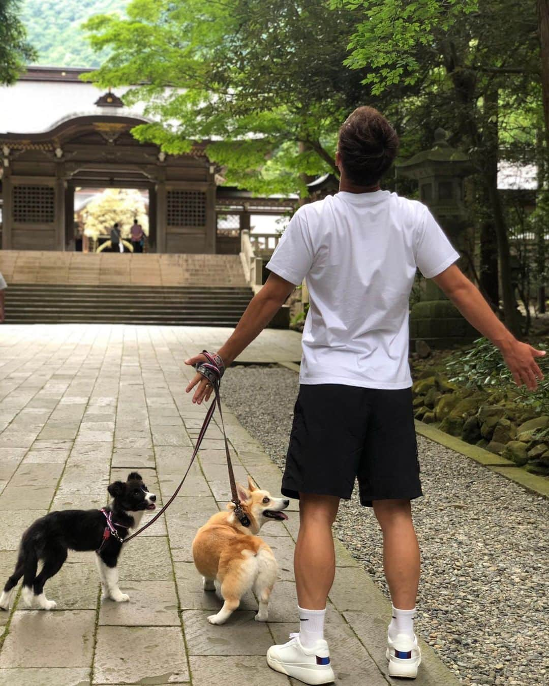 田上大地のインスタグラム：「今週の27日からJ2が再開するので﻿ 愛犬のはるとあき﻿ (@haru_aki_gram )﻿ も連れて行ける弥彦神社へお参りに行ってきました⛩﻿ 1枚目はマイナスイオンをこれでもかって吸ってる時のはるとあきの表情に注目してください🤣笑﻿ なにしてんだ？の顔🤣﻿ ﻿ 連戦でハードな闘いが続きますが、ケガ無く、チームに貢献できるよう、全身全霊頑張ります🔥﻿ ﻿ どんなときもひとつの"カタマリ"になって頑張って行きましょう！﻿ ﻿ VAMOS⚽️NIIGATA⚽️﻿ ﻿ #弥彦神社﻿ #新潟﻿ #ウェルシュコーギー﻿ #コーギー ﻿ #corgi﻿ #ボーダーコリー﻿ #bordercollie﻿ #twelvefootball ﻿ #アルビレックス新潟﻿ #albirex﻿ #albirexniigata﻿ #niigata﻿ #j2﻿ #j2league﻿ #アイシテルニイガタ﻿ #50」