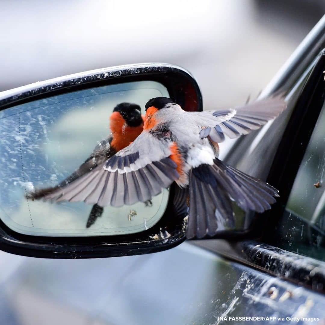 ABC Newsさんのインスタグラム写真 - (ABC NewsInstagram)「FAMILIAR FACE: A bullfinch bird sees itself in the mirror of a car in Rheda-Wiedenbrueck, Germany. #birds #animals #cars」6月22日 17時54分 - abcnews