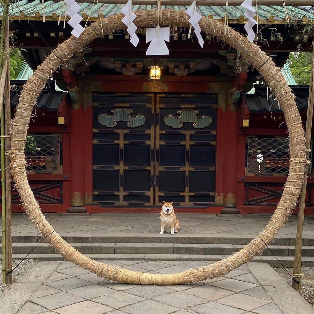 まる（まるたろう）さんのインスタグラム写真 - (まる（まるたろう）Instagram)「double circle✨🐶◎🙆‍♂️✨みて〜！にじゅうまるしゅげーだろ #めでたい感じ #二重丸 #根津神社 #大祓茅の輪くぐり #もうすぐだね」6月22日 19時49分 - marutaro