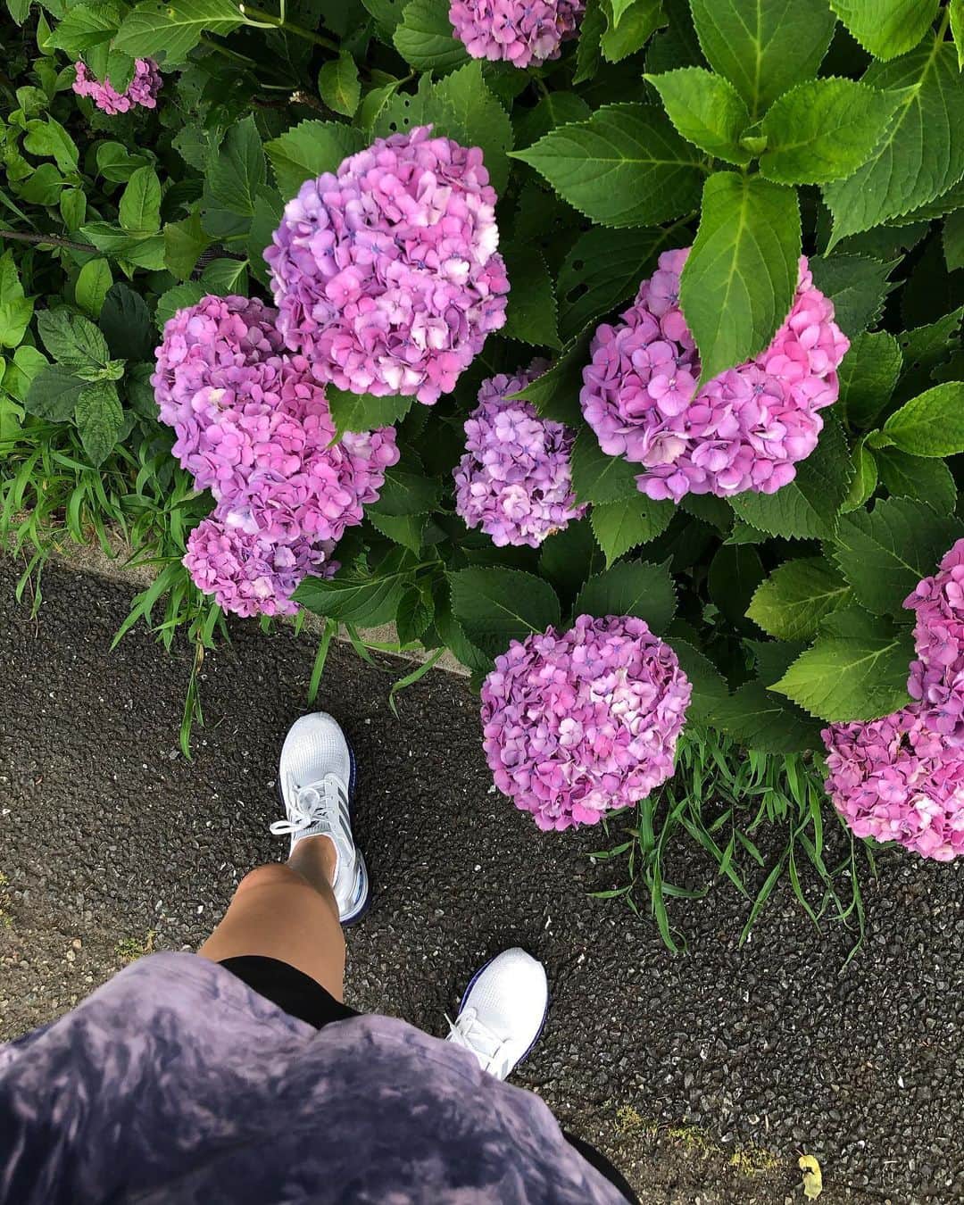 岩崎志保のインスタグラム：「HYDRANGEA 8K🏃🏼‍♀️☔️💠💜 紫陽花意識してウェア選んだよ、ランニング久しぶりだからなのかマスクのせいなのか少ししんどかったよ、笑  #身体が喜ぶカラダ作り」