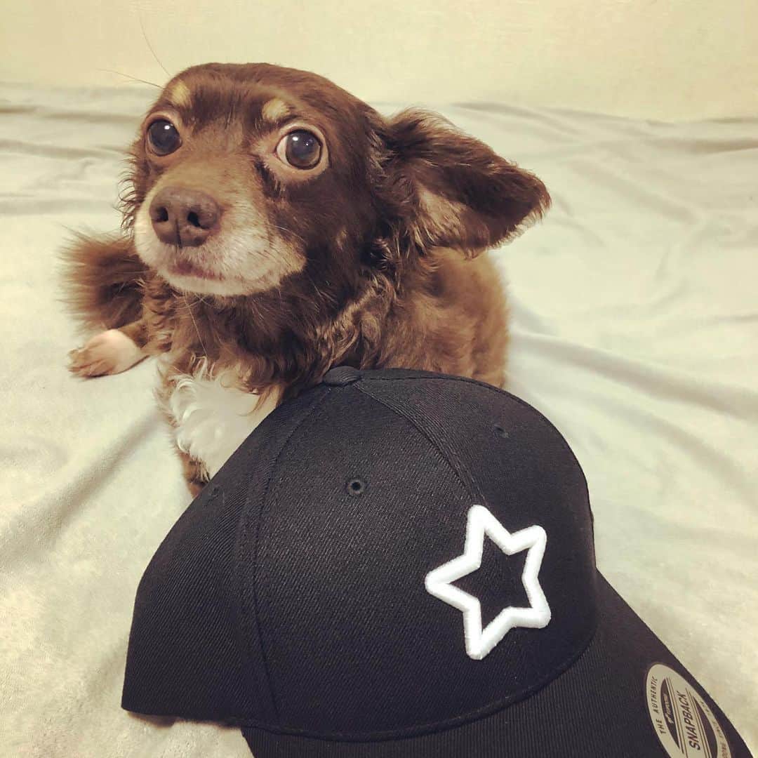 のインスタグラム：「😊😊😊 #いぬすたぐらむ🐶  #mobstar」