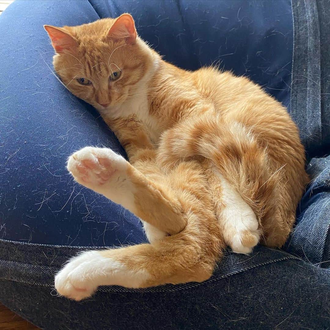 金巻ともこさんのインスタグラム写真 - (金巻ともこInstagram)「姿勢がいまいちわからないチャイ。腰痛めたりしないのかしら。  #hakuchai #cat #茶トラ #猫多頭飼い #tabby #orangetabby #catstagram」6月22日 19時59分 - tomotomoco