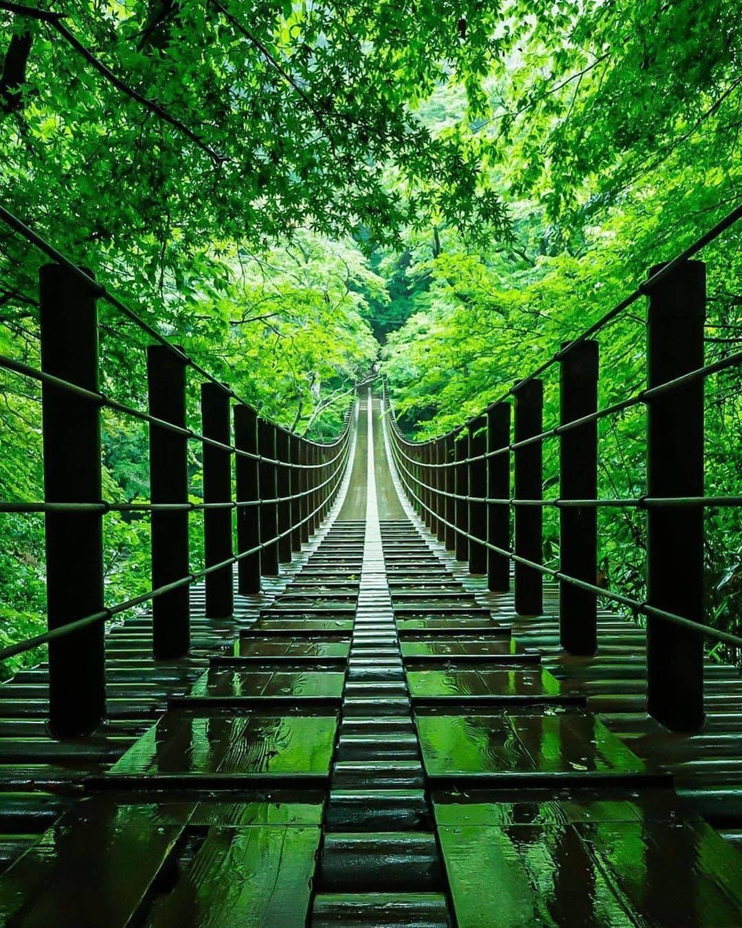 旅行メディア・じゃらん〈公式〉さんのインスタグラム写真 - (旅行メディア・じゃらん〈公式〉Instagram)「#花貫渓谷  花貫渓谷沿いの小滝沢キャンプ場から汐見滝吊り橋付近の景色が見事です。 特に、約60メートルの長さの汐見滝吊り橋を渡ると、 川沿いに生い茂る木々の枝が左右からせり出し、華やかなトンネルとなり、 眼下に見える汐見滝と相まって絶景を味わうことができます。 . . ━━━━━━━━━━━━━━━ 📍 茨城県高萩市「花貫渓谷」 📷 photo by @rintarou6532 📅 2019.07.04 ━━━━━━━━━━━━━━━ 📎 【 #じゃらんおすすめ_関東 】 おでかけの参考に、ピックアップしたお写真をエリア別でまとめました！ ━━━━━━━━━━━━━━━ . . #jalan_travel　をつけていただいた中からpick upしました🔍 素敵なお写真をありがとうございました😍 . . ☑新型コロナウィルス（COVID-19）感染拡大防止の観点から、各自治体により自粛要請等が行われている可能性があります。ご利用の際には、あらかじめ最新の情報をご確認ください。また、感染拡大の防止に充分ご配慮いただくようお願いいたします。 ☑ #jalan_travel をつけて、ぜひ今までの旅行先の思い出写真を投稿してください。このアカウントでご紹介させていただきます。(じゃらんニュースでも紹介される可能性があります） . . . #茨城観光 #茨城 #吊り橋 #新緑 #絶景 #日本 #じゃらん  #観光 #観光地 #観光スポット #旅行 #旅行好きな人と繋がりたい #旅行好き #写真好きな人と繋がりたい #ファインダー越しの私の世界 #Japan #travel #travellers #trip #jalan #japantravelphoto #japantrip #japantravel #jalan_green」6月22日 20時00分 - jalan_net
