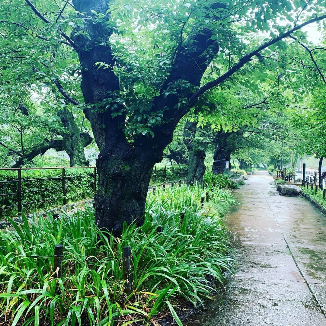 皇居ランナビのインスタグラム：「雨の千鳥ヶ淵緑道。 人も少なくて静かで、何だか知らない世界に迷い込んだような雰囲気です。  今日はさすがにランナーには出会わなかったけれど、千鳥ヶ淵緑道もオススメの場所です✨  でも走る際は頭上の桜の枝にご注意を😆  #皇居 #皇居ランナビ #皇居ラン #皇居ランナー #おもてなしランナー #ランニング #ハシリマスタグラム #running #runner」