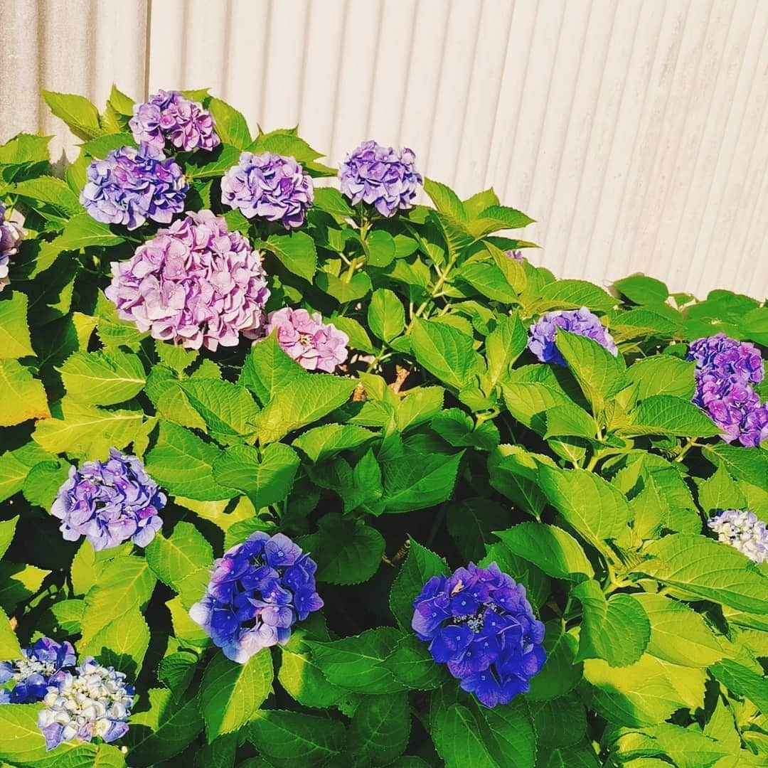 野中美希さんのインスタグラム写真 - (野中美希Instagram)「Rainy season🌧」6月22日 20時33分 - miki_nonaka.official