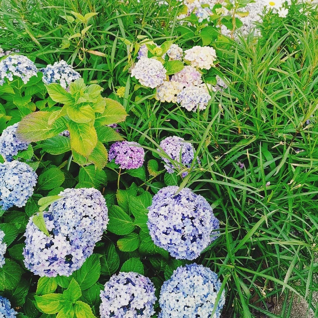 野中美希さんのインスタグラム写真 - (野中美希Instagram)「Rainy season🌧」6月22日 20時33分 - miki_nonaka.official