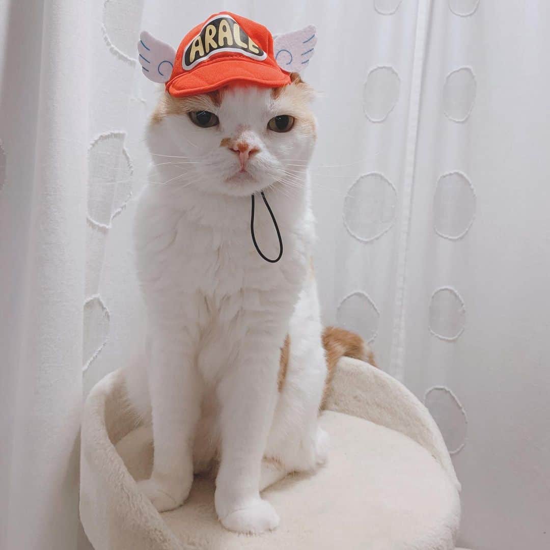 のんたのインスタグラム：「アラレちゃんになったのんちゃん ため息が聞こえてきそう 「キーンって言えばいいんですか」みたいな😅 ・ #scottishfold #catstagram_japan #catsofinstagram #cats_of_instagram#catoftheday #ilovemycat #bestmeow #catlover #cutecat #kittensofinstagram #cute #スコティッシュフォールド#アラレちゃん」