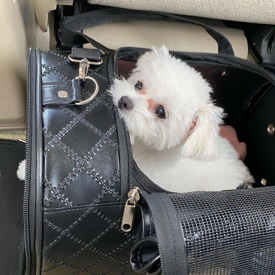 のインスタグラム：「* ･ まるちゃん🐶を車に乗せるとき専用のかばん。 この中にいるのが落ち着くらしい。🐶 ･ #まる🐶の日常 #愛犬 #まるちゃん #チワワ #トイプードル #ハーフ犬 #いぬすたぐらむ #可愛い #癒し #animal #dog #太田英里」