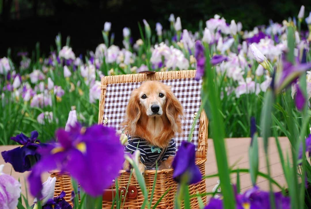 ?モデル?大地?さんのインスタグラム写真 - (?モデル?大地?Instagram)「♪🐾2020*6*22🐾 . 6月のある日の☀早朝 . 💜花菖蒲を見に🐾お散歩して来たよ🎶😄 . . ひんやりした朝の空気が気持ち良くて😄 朝露をまとった💜花菖蒲が とっても綺麗に咲いていたよ🎶😄 . . 🐾🐾🐾🐾🐾🐾🐾🐾🐾🐾🐾🐾🐾🐾 . #大地#大好き#だいすき #いつも一緒#ずっと一緒 #大地なしでは生きて行けませんw #いぬ#イヌ#犬#わんこ . #ワンコ#愛犬#いぬばか部 #犬バカ部#いぬら部#いぬすたぐらむ #犬のいる暮らし#pecoいぬ部 #散歩#お散歩 . #横浜#yokohama#神奈川#kanagawa #ミニチュアダックスフンド#ミニチュアダックス #ダックスフンド#ダックス #紫#公園」6月22日 21時04分 - sachi_daichi