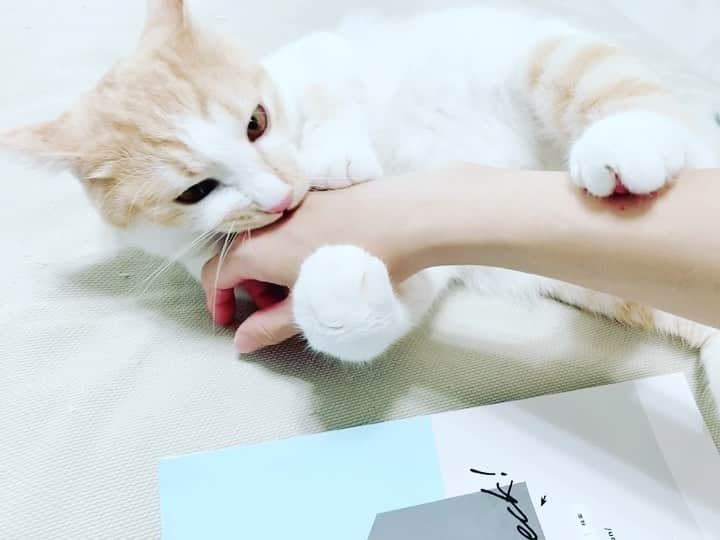 kinaxのインスタグラム：「. good night✨🌙 . . 今日は風も強かったねぇ☔️ 少し肌寒かったから長袖にしたら それはそれで暑かった☁️ 悩ましいな！ . . さてさて今日明日は臨時休園になったので お弁当はお休みでした🍙 毎朝どうしようーと悩むので、急にお休みになると ちょっとほっとするねʕ •́؈•̀ ₎笑 . . 話はちょっと変わって こねこたちが時々 きなこ姉さんの毛繕いをしてくれるんだけど 毛が長いので(特に耳のあたり) ペッペッってするよ😂 . でもめげずに何度もしてくれるのは愛情かな！ 嬉しいな！ . . そして手加減を覚えたこねこたち。 もう1歳になったからこねこたちじゃないかな🐈 成長してるねぇ(๑′ᴗ‵๑)♡ . . みんなもどうかいい夢みてね💤 . #kinaxvideo #猫バカ部 #保護猫 #もふもふ #お腹きもちいい #爪を立てなくなってきた #油断するとやられるけど 2020/06/22」