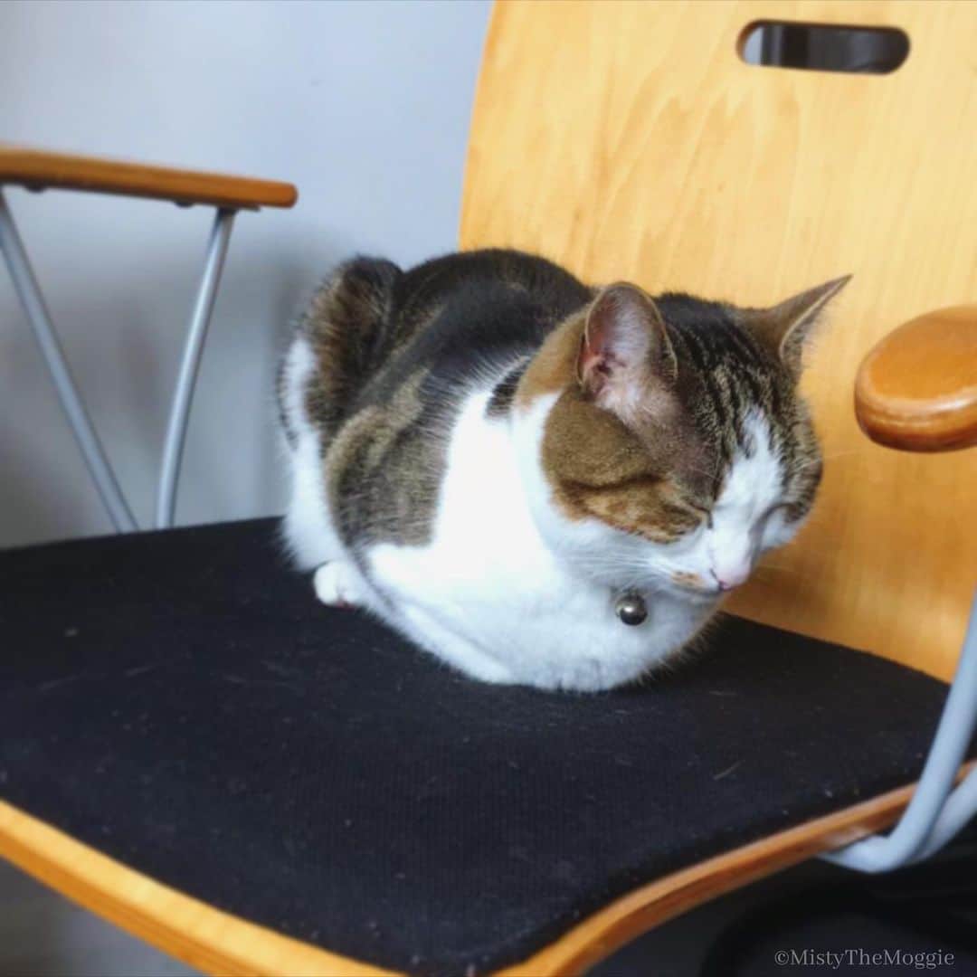 Misty The Moggieのインスタグラム：「#WFH」