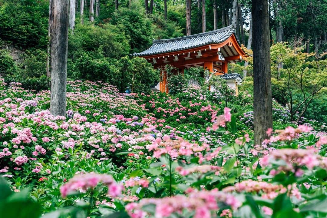 京都いいとこフォトのインスタグラム
