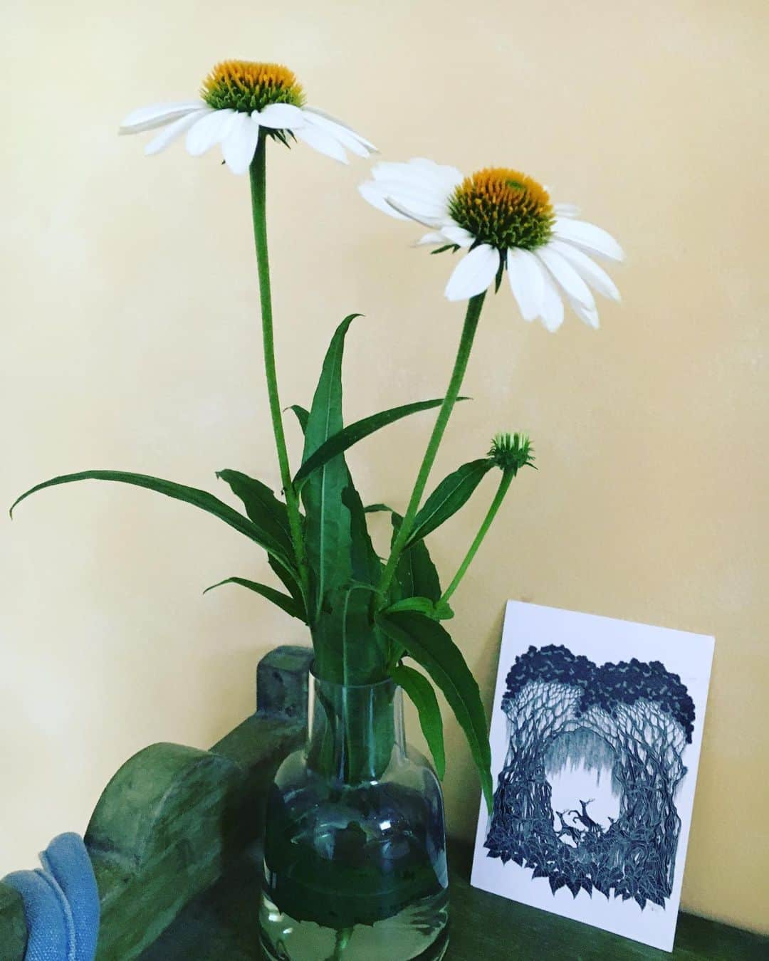 SHANTIのインスタグラム：「Echinacea from the garden with a beautiful post card that arrived from my friend who lives on the World Heritage island of Yakushima. I used to write letters and postcards all the time. I should do it again as it’s so nice to receive a hand written card or letter.  Echinacea tea and extract is an immune booster. Gonna harvest soon. #echinacea」