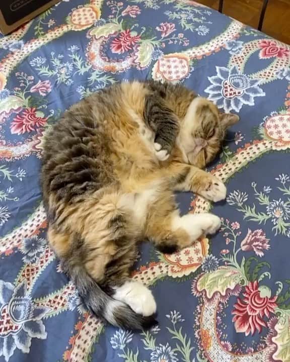Tinaのインスタグラム：「Monday Mood 😹」