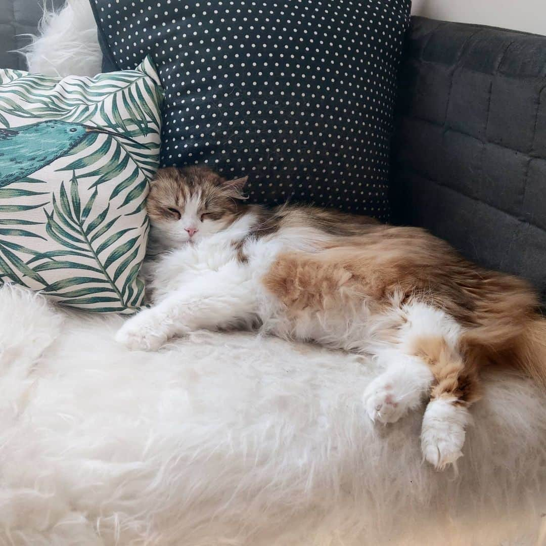 Nila & Miloさんのインスタグラム写真 - (Nila & MiloInstagram)「Holiday mode on! 😴❤️ #holidaycat #catnapping #siberiancat #sibiriskkat」6月22日 23時01分 - nilamilo