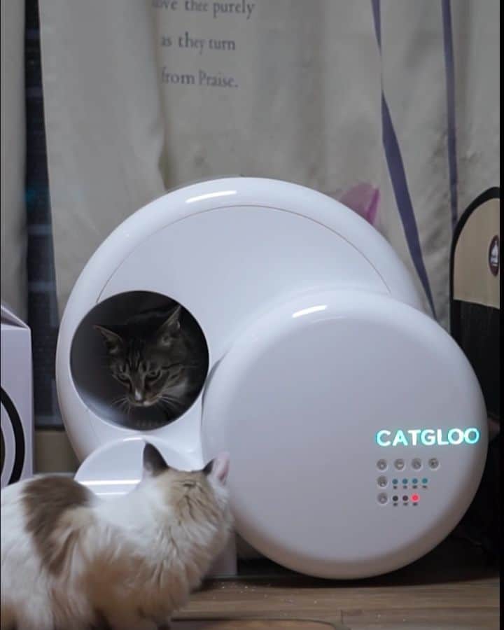 Aww Clubのインスタグラム