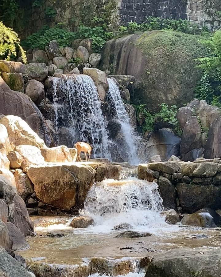 のインスタグラム：「自然って素晴らしい🥰🥰🥰 #パワースポット #厳島神社 #宮島 #hiroshima #広島  #ヒーリング #relax」
