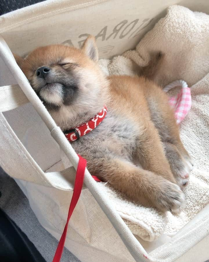 shibainu berryのインスタグラム