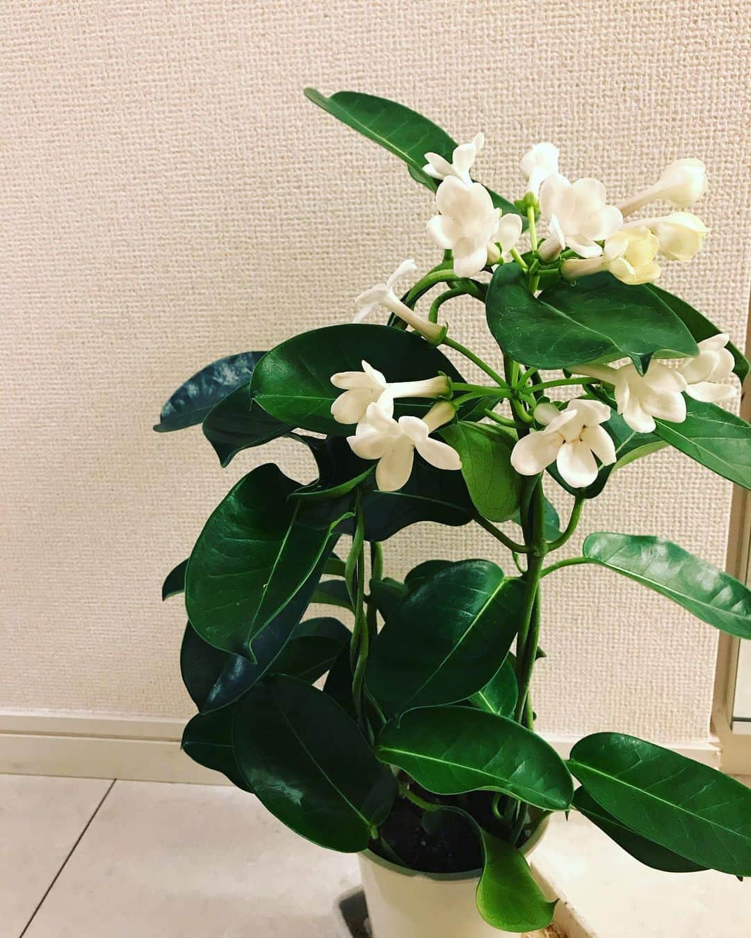 間々田佳子のインスタグラム：「家に帰ってきたら この子が我が家を 超高級な香りで いっぱいにしてくれていた…💓💓💓 ジャスミンの香り 大好き  フィリピンの国花 サンパギータ  永遠の愛を誓う  って意味だったな〜  だれと…苦笑  と自分にツッコむ私  でも香りは気分を変えてくれる  そーいえばDMMオンラインサロンでは 香りに詳しいメンバーが 色々素敵な情報を投稿してくれるから 香りにも敏感になってるワタシ  女子力が上がってる気がする⤴️✨💪🔥 最近は男子力も上がっている気もするが…🤛 毎日が楽しい‼️」