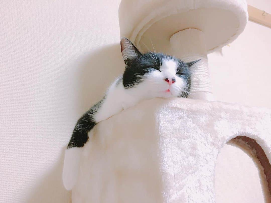 みはとのインスタグラム：「ちょっとベロでちゃってるやつ🍭 ・ ・ ・ #舌はみでてますよ  #猫あるある  #いい顔してる #nyanstagram ・ ・ 今日は寒かったね🥺 みんな優しくて安心してる🙏✨ コツコツ頑張ろうっと。」