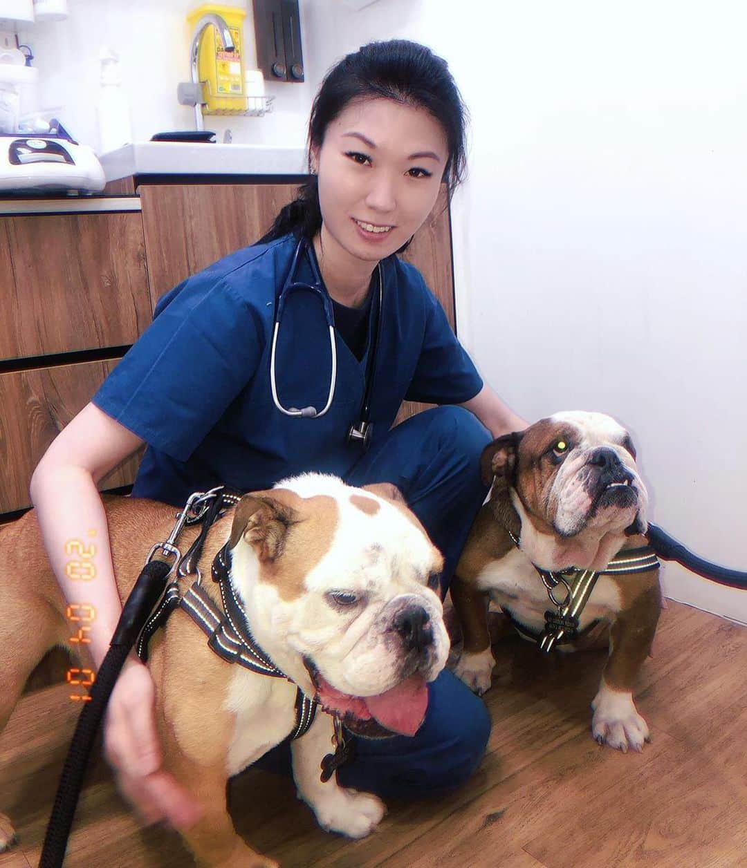 アリッサのインスタグラム：「my fav. vet et B o w i e & H e r c u l e s . // msg from her to me to you— its’s rainy season~ mosquitoes breed more in wet weather and that means there may be more heartworm transmission. heart worm infection can be fatal therefore taking precaution is important... so don’t forget to give your fur kids their monthly prevention to prevent them from getting heartworm & ticks! 💜 #awissadogz x」