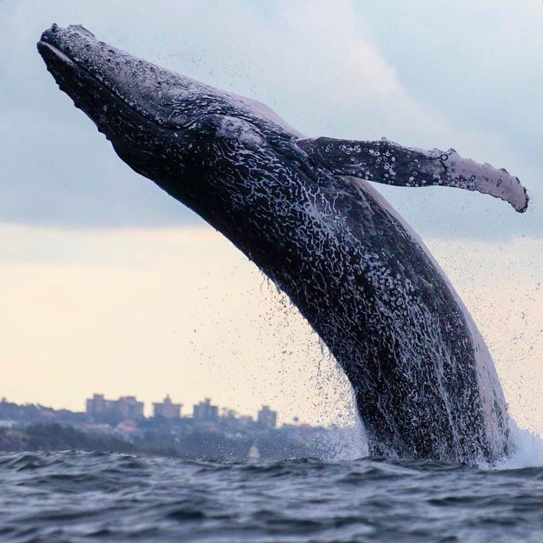 Australiaさんのインスタグラム写真 - (AustraliaInstagram)「There’s a whaley big party in #SydneyHarbour right now, and you’re invited! 🐋 The team from @gowhalewatching has been sighting #humpback whales left, right and centre on their tours lately, like this superb specimen snapped mid-breach by @faunographic. It’s currently peak #whalewatching season in @visitnsw, and a boat tour departing from #DarlingHarbour in @sydney’s CBD is an excellent (and convenient!) way to see these colossal critters up close. #seeaustralia #ilovesydney #loveNSW #newsouthwales」6月23日 5時00分 - australia