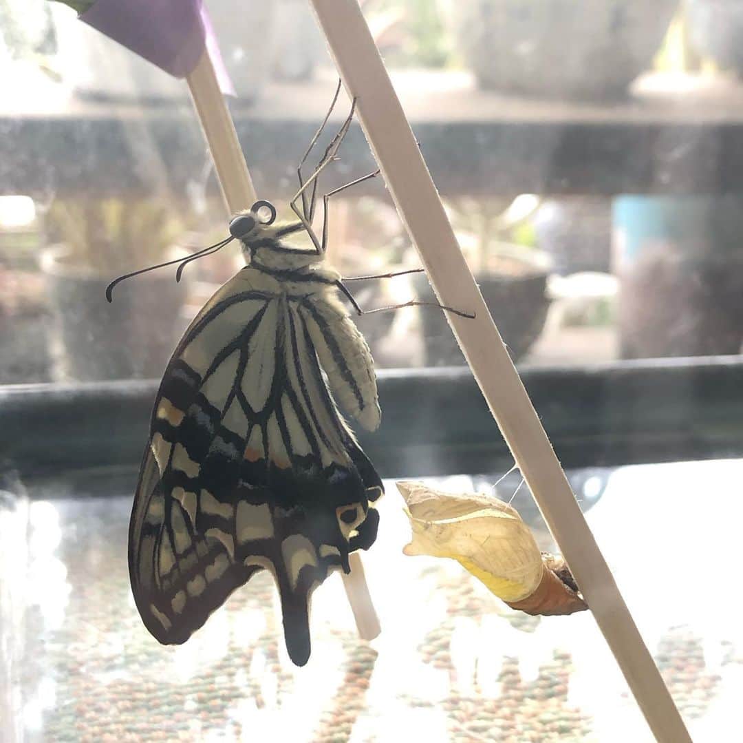平野実穂さんのインスタグラム写真 - (平野実穂Instagram)「母の誕生日に羽化したアゲハちゃん🦋偶然でもこう言うの嬉しくなっちゃうよね。この日は天気が良かったのでよかった！　 もう一匹蛹がいるけどその子は横にまったまま蛹になる。ゴロンとしてて可愛い😂 #butterfly  #アゲハ蝶  #羽化」6月22日 23時43分 - mihohiranoart