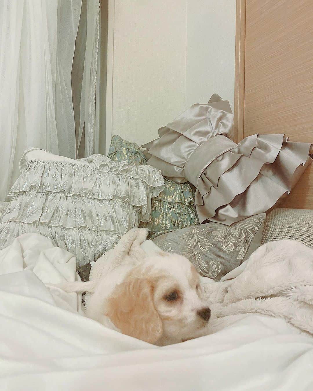 徳本夏恵（なちょす）さんのインスタグラム写真 - (徳本夏恵（なちょす）Instagram)「﻿ ﻿ ﻿ ﻿ ﻿ 私のお城に王子がやってきました🤴﻿ 名前はウィリアムでウィルくんです。✨✨﻿ ﻿ ﻿ ﻿ ﻿ ﻿ #愛犬デビュー#キャバリア#ビションプードル#ハーフちゃん」6月23日 0時02分 - nachos_kimono