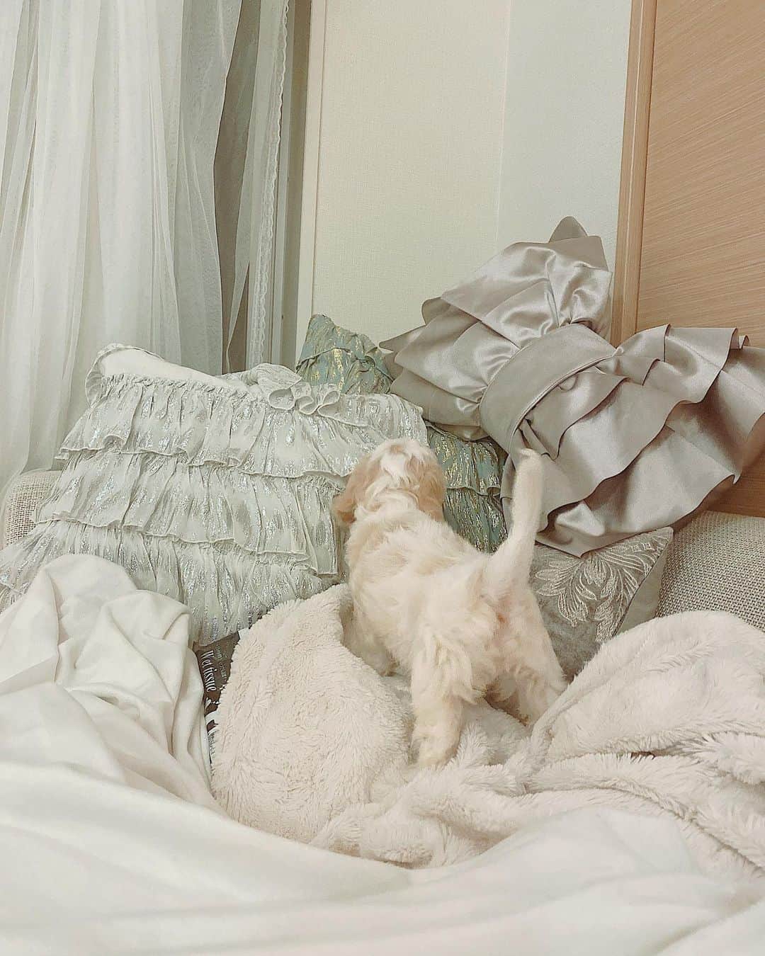 徳本夏恵（なちょす）さんのインスタグラム写真 - (徳本夏恵（なちょす）Instagram)「﻿ ﻿ ﻿ ﻿ ﻿ 私のお城に王子がやってきました🤴﻿ 名前はウィリアムでウィルくんです。✨✨﻿ ﻿ ﻿ ﻿ ﻿ ﻿ #愛犬デビュー#キャバリア#ビションプードル#ハーフちゃん」6月23日 0時02分 - nachos_kimono