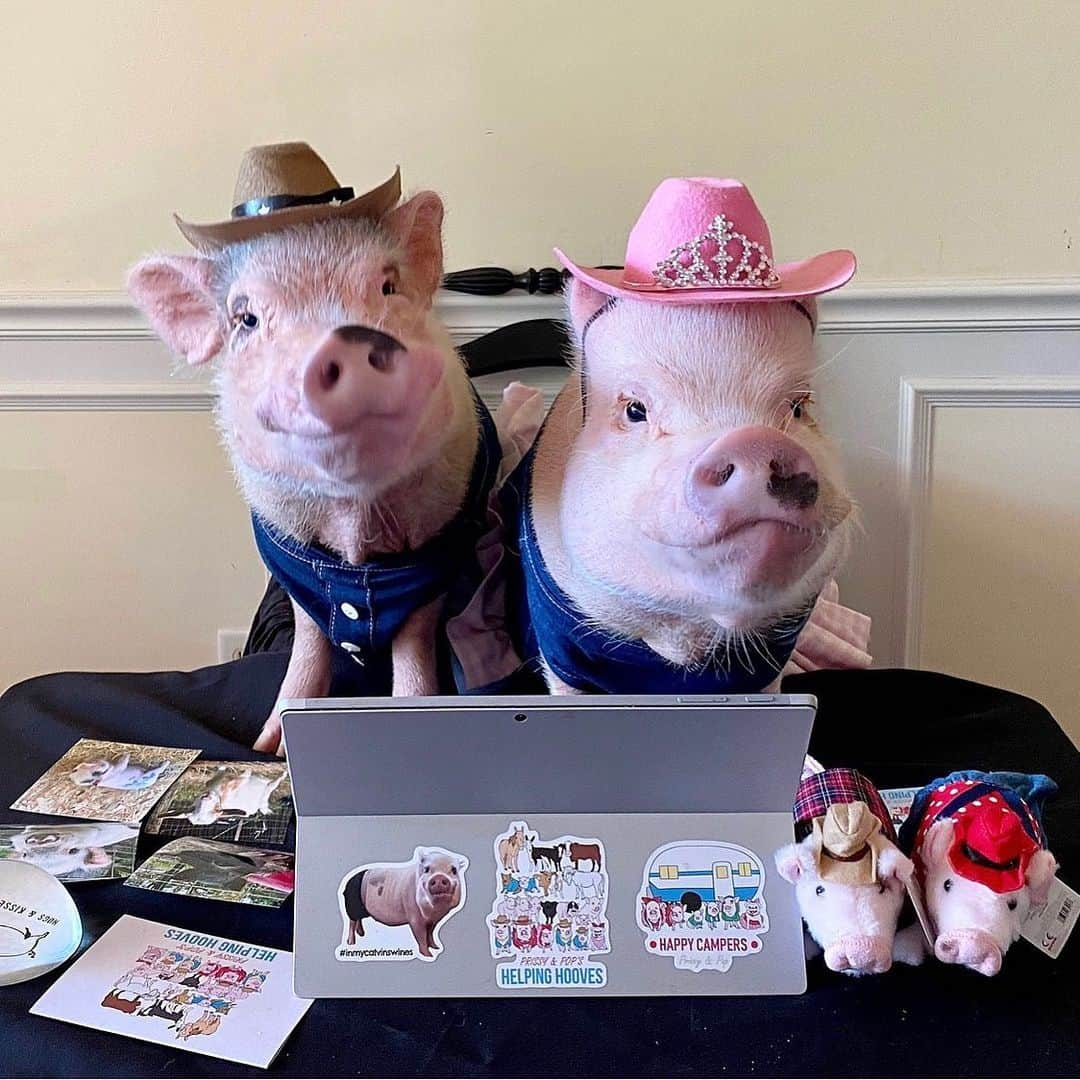 Priscilla and Poppletonさんのインスタグラム写真 - (Priscilla and PoppletonInstagram)「Posey and Pink are lending a hoof on the farm today. Did you know that we have a 501c3 non-profit rescue farm called “Prissy and Pop’s Helping Hooves?” We are now home to 50 rescued farm animals including farm pigs, potbelly pigs, goats, donkeys, horses, mini horses, cows, a dog and a kitten. We have grown quite about this year and wanted to let you know a few ways you can help support our rescue efforts. . Follow our rescue page @prissyandpops_helpinghooves. . At NO CHARGE to you, you can support our rescue just by shopping on Amazon. When you shop log on to smile.amazon.com and select Prissy and Pop’s Helping Hooves as your charity. You won’t be charged a thing, but Amazon will donate a portion of select purchases to us. The next time you shop you will already be set up, just remember to ALWAYS log in through Smile dot Amazon dot com for us to get a donation. .  Sign up to be a Patron for as little as $1 a month. Patron members have access to additional photos and receive extra updates. Our patrons have already been introduced to our two new residents coming this weekend. You can sign up and view the rewards at Patreon.com/prissyandpopshelpinghooves. . Sign up to sponsor one of our farm friends at prissyandpop.com/sponsor. Posey and Pink are ready to send you a little surprise with a card and picture of whoever you select. .  We appreciate your support! Together we can make a difference in the lives of animals!🐷🤠#nonprofit #rescuefarm #lendahoof #poseyandpink #prissyandpopshelpinghooves #PrissyandPop」6月23日 0時36分 - prissy_pig