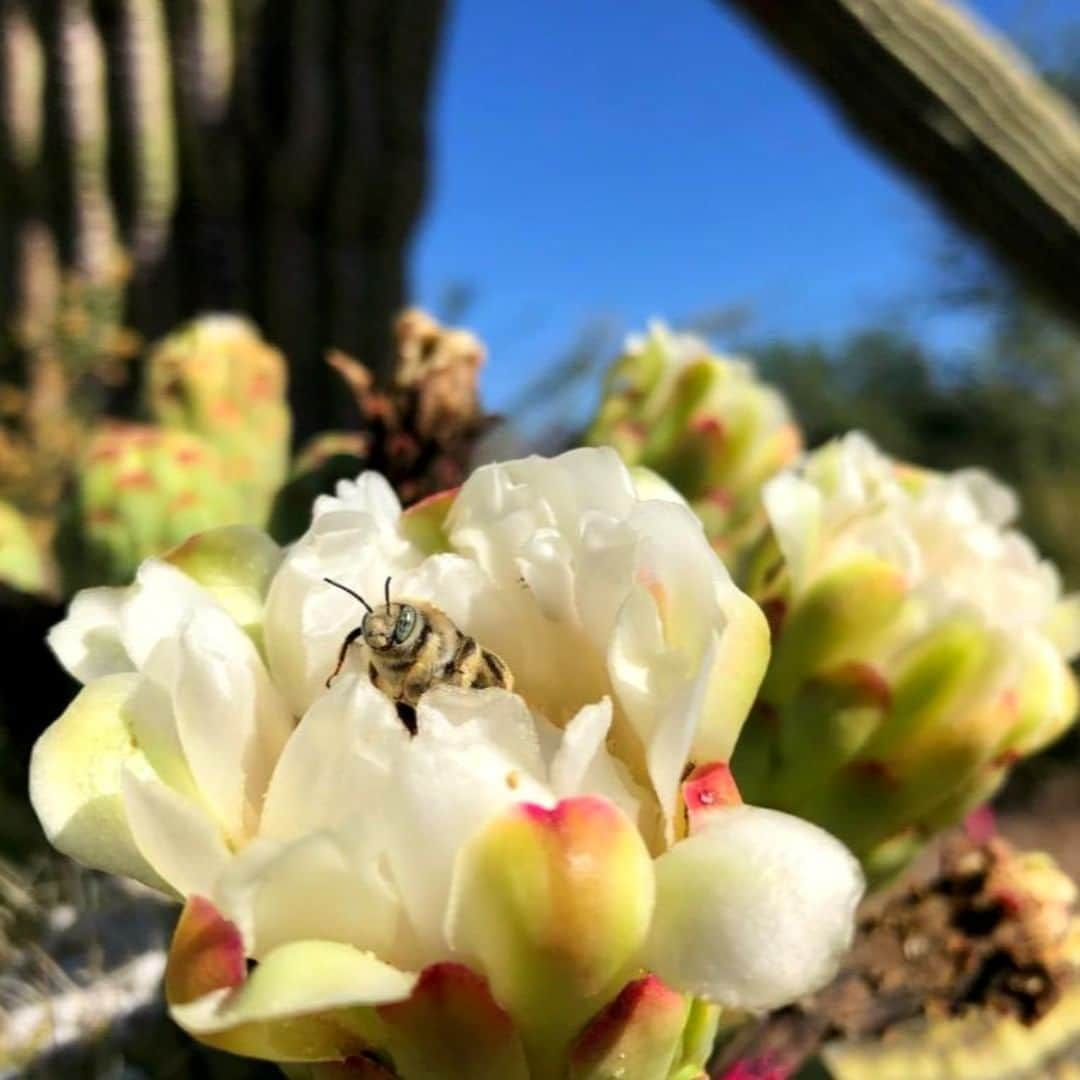 アメリカ内務省さんのインスタグラム写真 - (アメリカ内務省Instagram)「It's National Pollinator Week and we're celebrating the hard-working animals that help pollinate over 75% of our flowering plants and nearly 75% of our crops. Sometimes we don't notice the hummingbirds, bats, bees, beetles, butterflies and flies that carry pollen from one plant to another as they collect nectar, but without them, wildlife would have fewer nutritious berries and seeds, and we would miss many fruits, vegetables and nuts – including chocolate and coffee -- all of which depend on pollinators. Pic of a #bee on a flower at Saguaro National Park (@saguaronationalpark ) in #Arizona by #NationalPark Service. #PollinatorWeek #Saguaro #usinterior」6月23日 0時30分 - usinterior