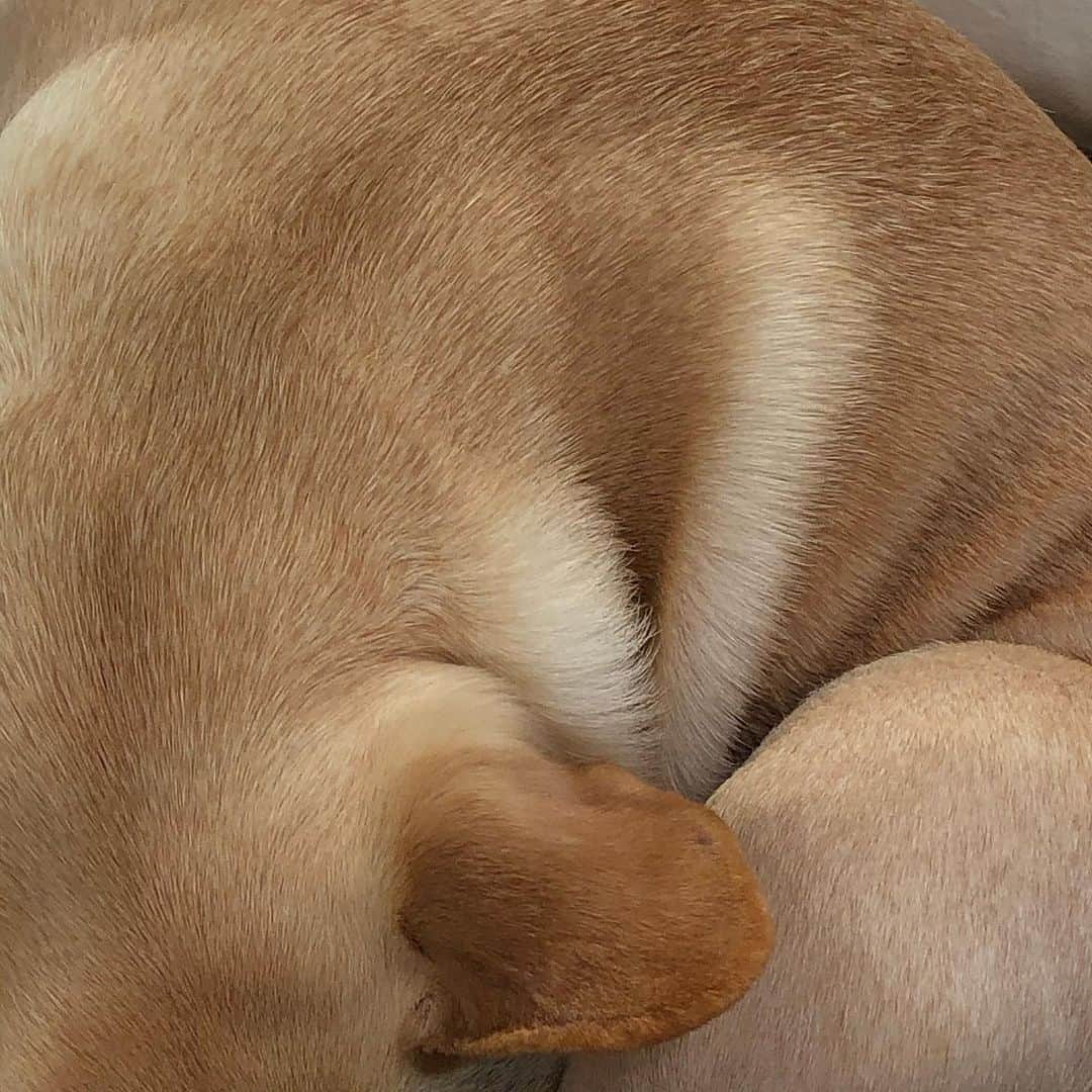 山本奈衣瑠さんのインスタグラム写真 - (山本奈衣瑠Instagram)「犬」6月23日 0時35分 - nairuuuu