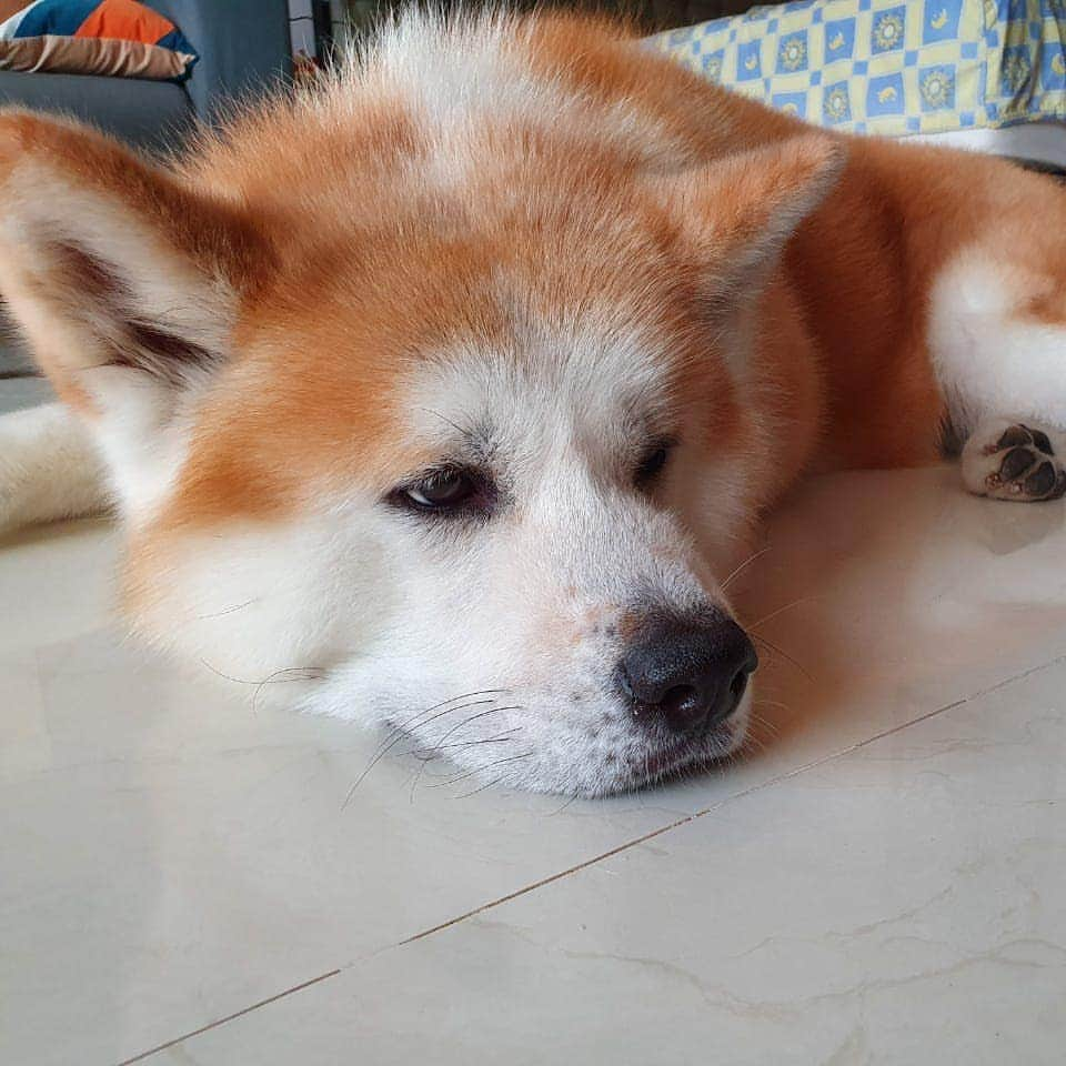 INA. CH KAITO VON JAH SUEDEさんのインスタグラム写真 - (INA. CH KAITO VON JAH SUEDEInstagram)「Feelin lazy today. Just wanna sleep tight  #akita #akitagram  #cute #dogstagram  #dog #puppy #doglovers #instagram #tiktok #love #happy」6月23日 0時46分 - akita.kato