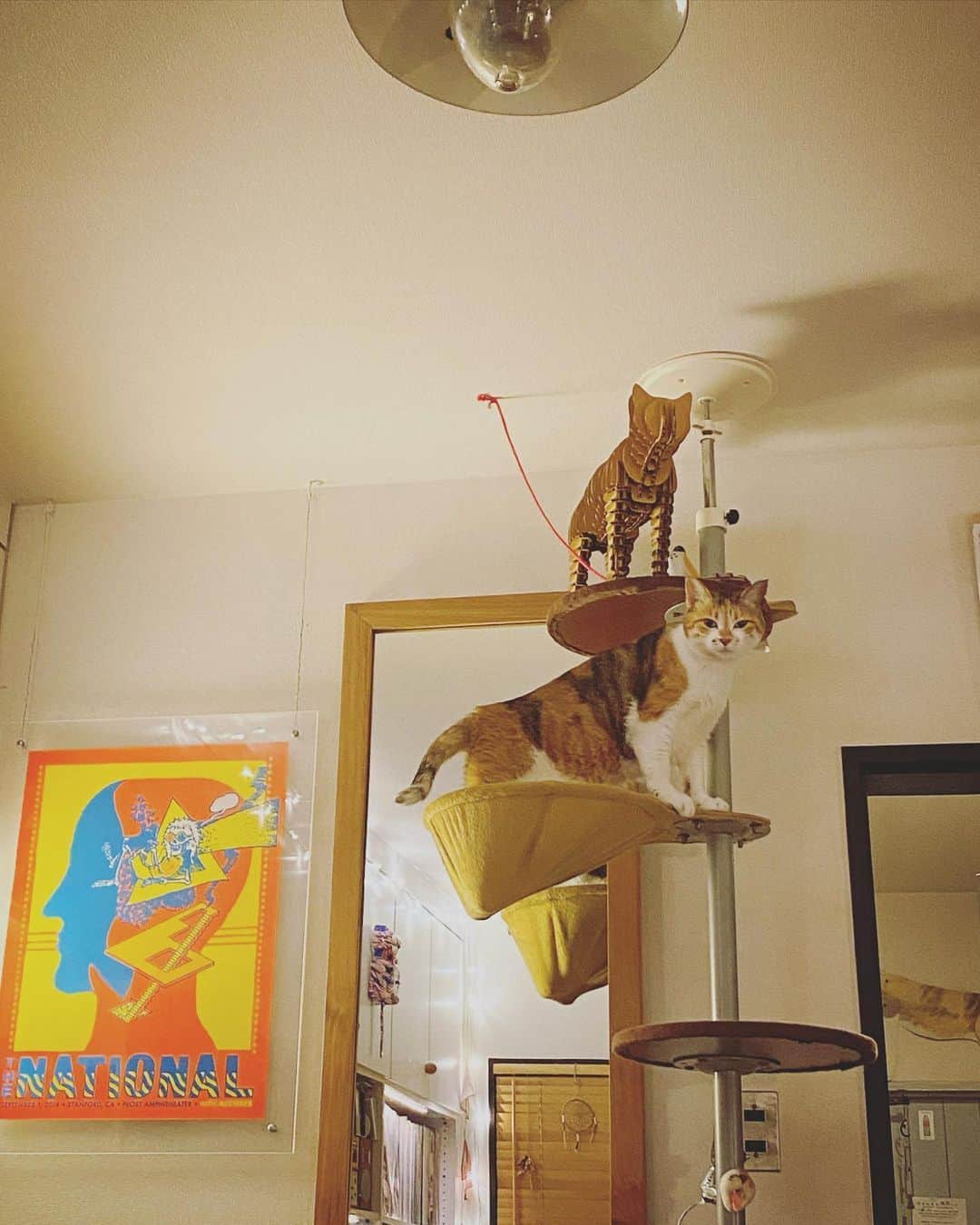 山田稔明さんのインスタグラム写真 - (山田稔明Instagram)「おやチミなさい #ポチ実 #三毛猫」6月23日 0時38分 - toshiakiyamada