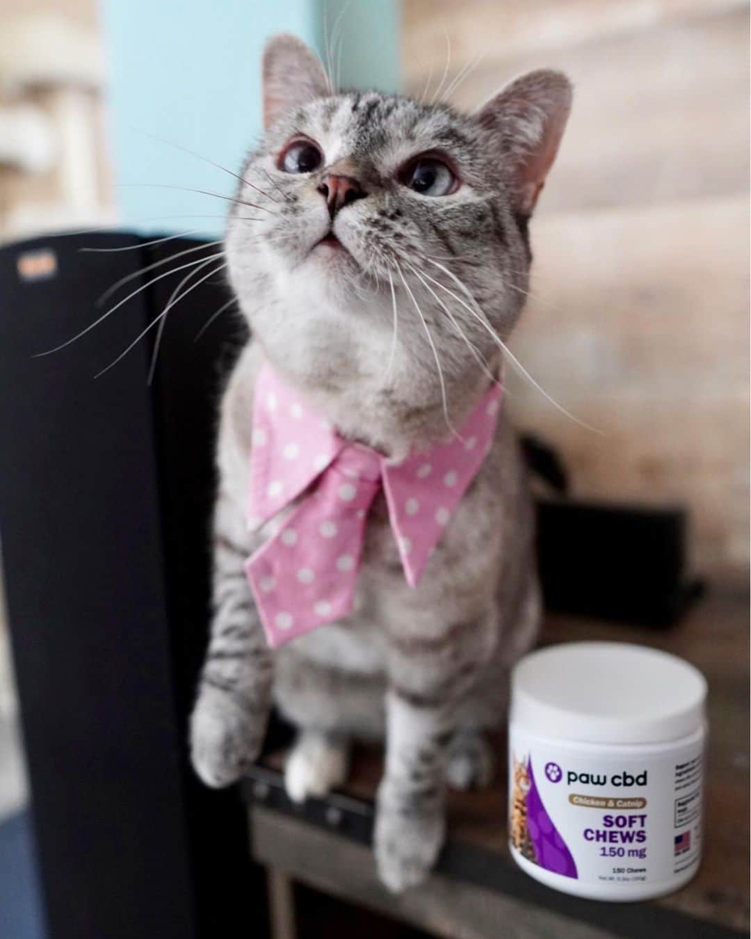 nala_catさんのインスタグラム写真 - (nala_catInstagram)「Happy adopt a shelter cat month ❤️ I was adopted too! It takes time for a kitty to adjust to a new environment/home and CBD may help ease the transition. Newly adopted kitties are often nervous and CBD can help your best friend to keep their cool while adapting to their new loving home. Use code NALA for 20% off @pawcbd #ad」6月23日 0時39分 - nala_cat