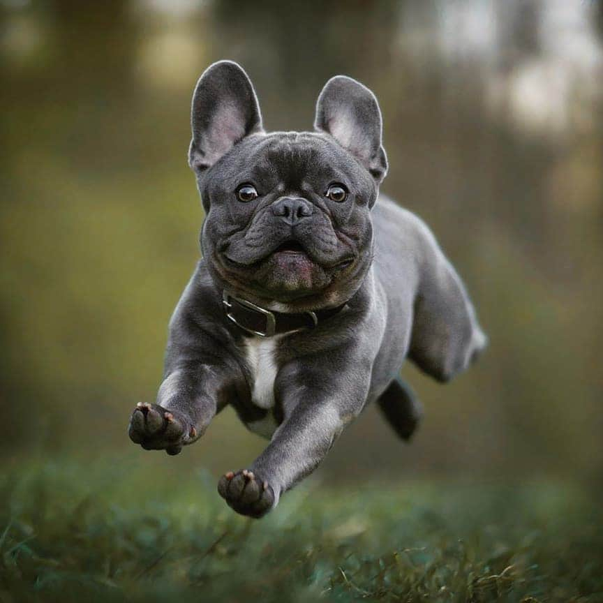 French Bulldogさんのインスタグラム写真 - (French BulldogInstagram)「Jumping into the Monday 🤍🤍🤍 @hugo_kingofbats @pfotografie_schmidbauer . . . . . #bluefrenchbulldog #bluefrenchie #frenchiesofig #frenchiesofinstagram #frenchielove #frenchbulldog #buhi #squishyfacecrew #pardonmyfrenchie #dailyfrenchie #batpig #bulldogfrances #frenchielove_feature #bulldogstagram #ig_bullys #holdmypuppies #miamifrenchies #frenchie_matrix #frenchievids #daily_frenchie #frenchieworld #buzzfeedanimals #ilovemyfrenchie」6月23日 0時47分 - frenchie.world