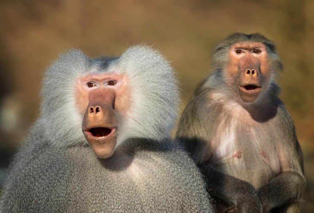 アニマルプラネットさんのインスタグラム写真 - (アニマルプラネットInstagram)「As they travel, Hamaydras baboons break into groups called bands, and the bands separate into even smaller OMUs (one male units) to look for food. A band typically reunites for an afternoon water and rest break. Then, OMUs have time for more foraging before its lights out on their sleeping cliffs at sunset. . . #monkeys #monkeysofinstagram #chimp #orangutans #primate #babymonkey #gorillas #elephant #monkeymonday #monkey #photooftheday」6月23日 1時00分 - animalplanet